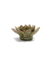 Avocado Green Firecracker Succulent Ceramic Flower