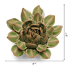 Avocado Green Firecracker Succulent Ceramic Flower